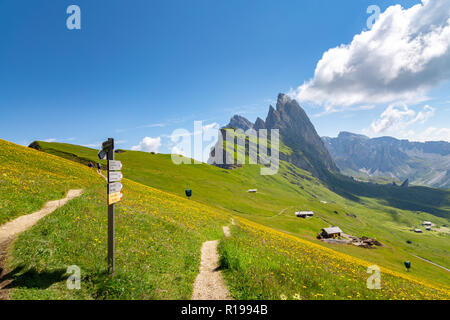 Seceda mount, Gräser und Blumen über dem Feld, blauer Himmel. St. Ulrich, Dolomiten, Alpen, Italien, Europa Stockfoto