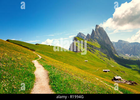 Seceda mount, Gräser und Blumen über dem Feld, blauer Himmel. St. Ulrich, Dolomiten, Alpen, Italien, Europa Stockfoto