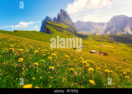 Seceda mount, Gräser und Blumen über dem Feld, blauer Himmel. St. Ulrich, Dolomiten, Alpen, Italien, Europa Stockfoto