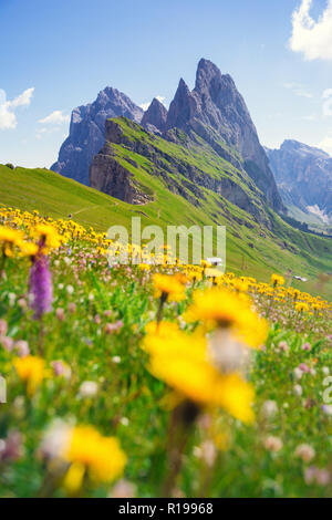 Seceda mount, Gräser und Blumen über dem Feld, blauer Himmel. St. Ulrich, Dolomiten, Alpen, Italien, Europa Stockfoto