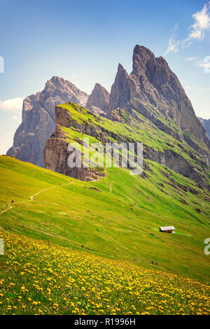 Seceda mount, Gräser und Blumen über dem Feld, blauer Himmel. St. Ulrich, Dolomiten, Alpen, Italien, Europa Stockfoto