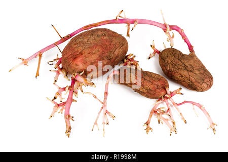 Alte gekeimte Kartoffeln Rosa auf weißem Hintergrund. Großen Sprossen Stockfoto