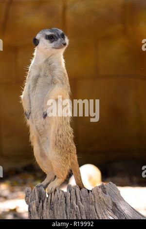 Porträt eines Erdmännchen (suricata suricatta) stehend Stockfoto