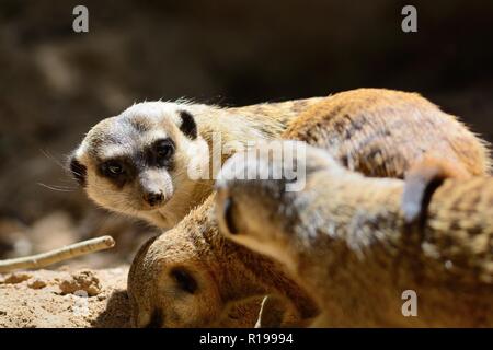 Nahaufnahme von einer Gruppe von Erdmännchen (suricata suricatta) Stockfoto