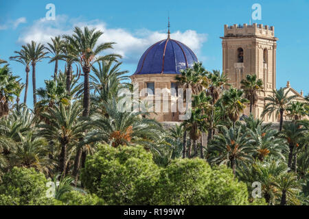 Spanien Elche Palme Spanien Costa Blanca Weltkulturerbe Elche Spanien Basilika de Santa Maria Palmen im Elche Parc Städtisches El Palmeral Elche Stockfoto