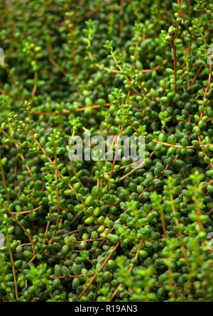 Senecio, viel lange Stiele mit runden Blättern auf der gesamten Länge, hell- und dunkelgrünen Farbtönen, die Pflanze wächst einem dichten Teppich auf dem Boden, Stockfoto