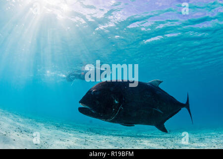 Giant Trevally, Caranx ignobilis, mit schnorchler an einem Fuß Insel Aitutaki, Cook Inseln. Stockfoto