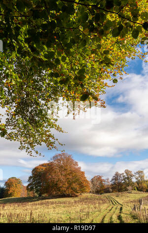 Ein Stand von Buchenbäumen auf einem Feld in Rural Aberdeenshire im Herbst Stockfoto