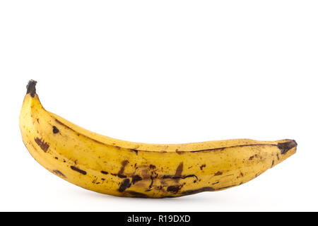 Reife Banane (Musa x paradisiaca) auf weißem Hintergrund Stockfoto