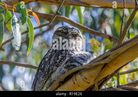 Nesting Tawny Frogmouth und ihre Küken Stockfoto