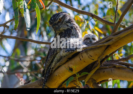 Nesting Tawny Frogmouth und ihre Küken Stockfoto