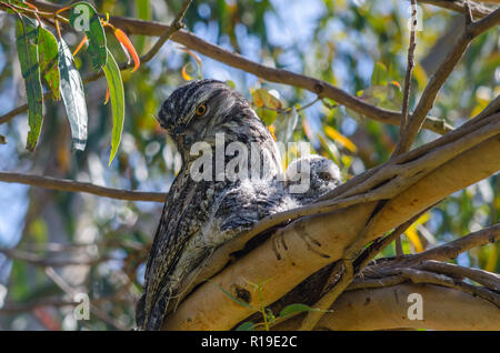 Nesting Tawny Frogmouth und ihre Küken Stockfoto