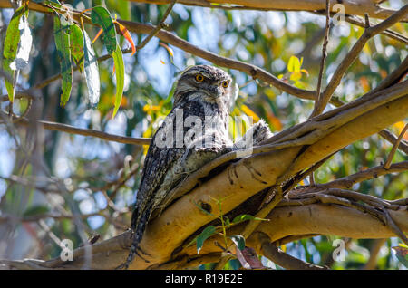 Nesting Tawny Frogmouth und ihre Küken Stockfoto