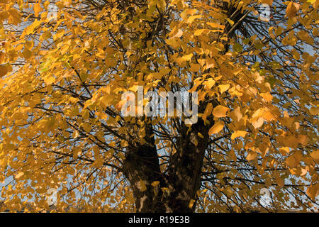 Ändern der Farben Buche (Fagus sylvatica) im Herbst, Elstead, Surrey, England Stockfoto