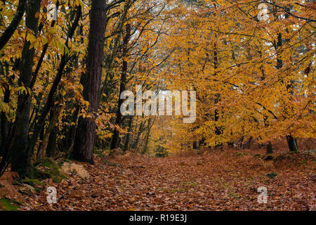 Herbstliche Farben in Crooksbury Woods auf der Straße zwischen Elstead & Seale, in der Nähe von Farnham und Godalming, Surrey, England Stockfoto