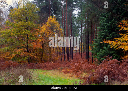 Herbstliche Farben in Crooksbury Woods auf der Straße zwischen Elstead & Seale, in der Nähe von Farnham und Godalming, Surrey, England Stockfoto