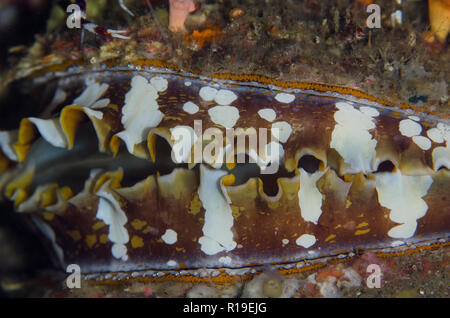 Variable thorny Oyster, Spondylus Varians, Angel's Window Tauchplatz, Lembeh Straits, Sulawesi, Indonesien Stockfoto