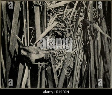 'Wie Vögel zu studieren; eine praktische Anleitung für Amateur Vogelliebhabern und Kamera - Jäger" (1910) Stockfoto