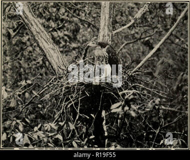 'Wie Vögel zu studieren; eine praktische Anleitung für Amateur Vogelliebhabern und Kamera - Jäger" (1910) Stockfoto