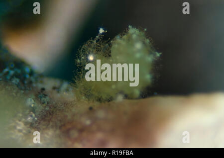 Algen Garnelen, Phycocaris Joleha simulans, Tauchplatz, der Lembeh Straße, Sulawesi, Indonesien Stockfoto