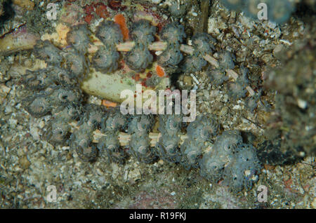 Blue Dragon Aeolid Nudibranch, Pteraeolidia Ianthina, Batu Merah Tauchplatz, Lembeh Straits, Sulawesi, Indonesien Stockfoto