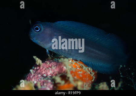 Gelbschwanzblenny, Ecsenius namiyei, in blauer Farbvariante, mit erweiterter Flosse, Kareko Batu Tauchplatz, Lembeh Straits, Sulawesi, Indonesien Stockfoto