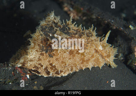 Stumpf - Ende Meer Hase, Dolabella auricularia, Krabbeln auf schwarzem Sand, Nachttauchen, TK 1 Tauchplatz, der Lembeh Straße, Sulawesi, Indonesien Stockfoto