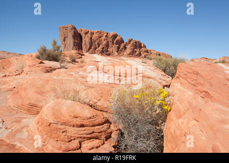 Brand Wave Rock Formation im Tal des Feuers Nationalpark Stockfoto