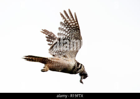 Nördliche Habichtseule (Surnia Ulula) in Healy, Alaska, USA Stockfoto