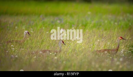 Die Sandhill Crane (Antigone canadensis) ist eine Pflanzenart aus der Gattung der großen Kran von Nordamerika und extreme nordöstlichen Sibirien Stockfoto