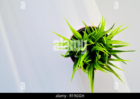 Rosa Topf mit grünen saftigen Gras auf den Schreibtisch. Stockfoto