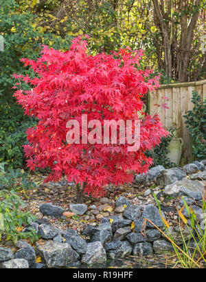 Acer palmatum Osakazuki, ein Japanischer Ahorn in voller roter Farbe neben einem Teich in einer Devon Garten im Herbst Stockfoto