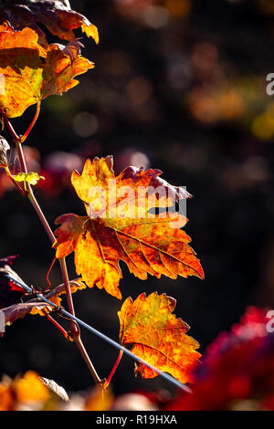 Spätherbst im Weinberg Stockfoto