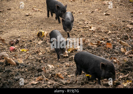 Junge vietnamesische Hängebauchschweine wandern in der Zeile auf der Farm. Stockfoto