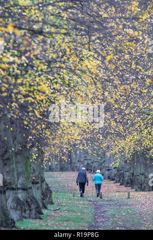 Clumber Park, Nottingham, UK. 10 Nov, 2018. UK Wetter. Nach sehr starkem Regen Sturm in der Nacht, Wanderer genießen Sie einen Nachmittag Spaziergang entlang der Baum Allee in Clumber Park an trüben und bewölkten Herbst Tag gefüttert, Clumber Park, Nottinghamshire, England, UK. Alan Beastall/Alamy Leben Nachrichten. Stockfoto