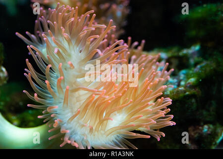 Anemonen Heteractis magnifica, Farbige lange Tentakel Anemone Stockfoto