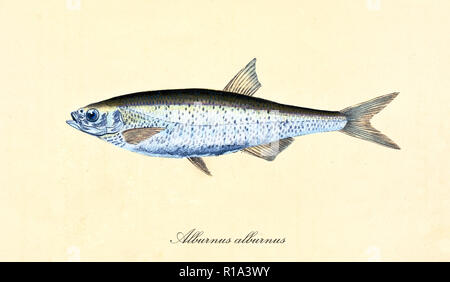 Alte farbige Abbildung der Gemeinsamen düster (Alburnus alburnus), Seitenansicht der silbrigen Fische mit kleinen blauen Tönen, isolierte Element auf weißem Hintergrund. Von Edward Donovan. London 1802 Stockfoto