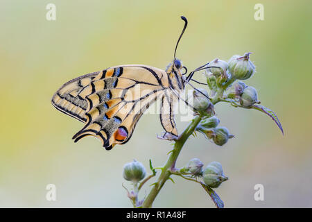 Schmetterling auf Blume Stockfoto