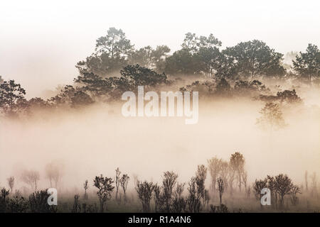 Silhouette von tropischen Wald im Morgennebel bedeckt. misty Dschungel auf Thai Berg. Weiße Wasserdampf bedeckt Bäume nur Umrisse gesehen werden kann. Stockfoto