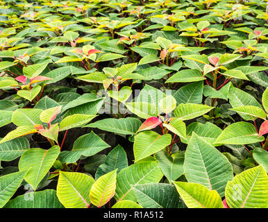 Kleine Anlagen der weihnachtsstern oder Weihnachten Stern Blume. Euphorbia pulcherrima ist eine beliebte Gartenpflanze mit Winter Festlichkeiten verbunden Stockfoto