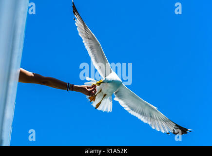 Fütterung von Möwen von Hand - schönes Bild von einer Möwe ein Keks aus weiblicher Hand auf der Fähre auf die Insel Thassos in Griechenland Stockfoto