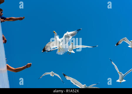 Fütterung von Möwen von Hand - schönes Bild von einer Möwe ein Keks aus weiblicher Hand auf der Fähre auf die Insel Thassos in Griechenland Stockfoto