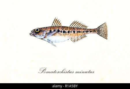 Alten bunten Abbildung: Sand Goby (Pomatoschistus Minutus), Seitenansicht der Fisch mit seinen langen dornigen Rückenflossen, isolierte Element auf weißem Hintergrund. Von Edward Donovan. London 1802 Stockfoto