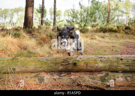 Ein junger tricolorierter Border Collie Hund, der über einen gefallenen Baum in einem Wald springt Stockfoto