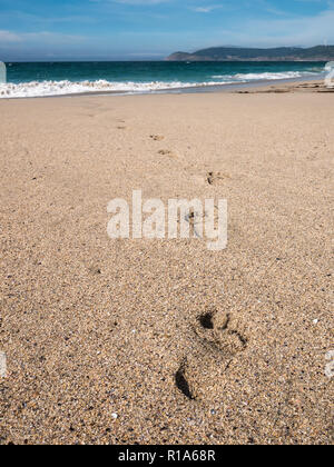 In der Nähe der Spuren im Sand am Strand von Praia do Rostro in Galizien, Spanien in der Nähe von Finisterre und der Jakobsweg Stockfoto