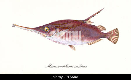 Alten bunten Abbildung: Longspine snipefish (Macroramphosus scolopax), Seitenansicht der rötlichen Fische mit ihren seltsamen lange Nase, auf weißem Hintergrund. Von Edward Donovan. London 1802 Stockfoto