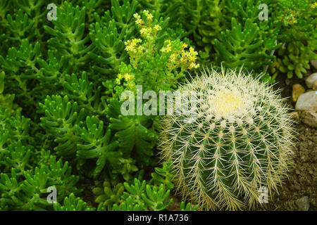 Sedum lucidum in voller Blüte mit gelben Blümchen und Mexiko hildm kleine Größe, Kakteen und Sukkulenten zusammen wächst in einem Garten Stockfoto