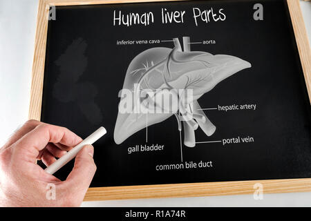 Teile der menschlichen Leber geschrieben und mit Kreide auf einer Tafel gezeichnet, konzeptionelle Bild Stockfoto