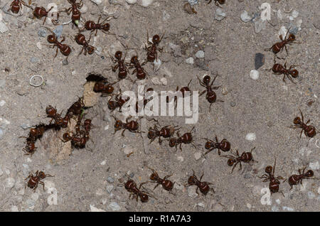 Red Harvester Ameisen, Pogonomyrmex barbatus Stockfoto