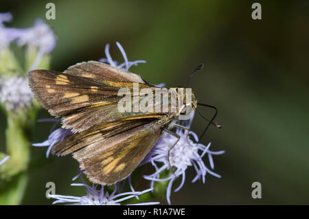 Fiery Skipper, Hylephila phyleus, Weibchen auf Nebel Blume, Conoclinium sp. Stockfoto